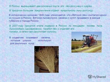 Лен долгунец районы выращивания