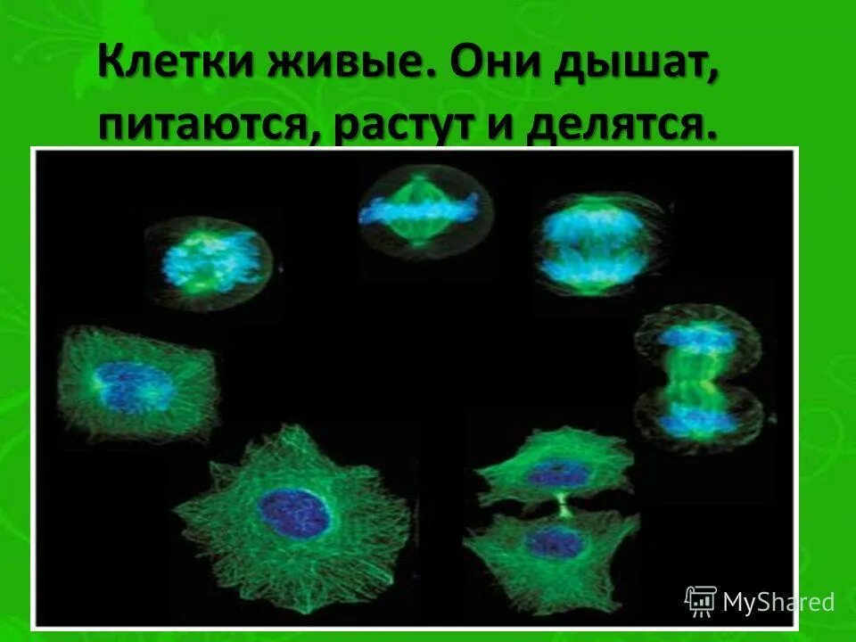 реакция живых клеток 12 букв. реакция живых клеток 12 букв. живые клетки дышат. реакция живых клеток 12 букв. признаки живой клетки 5.