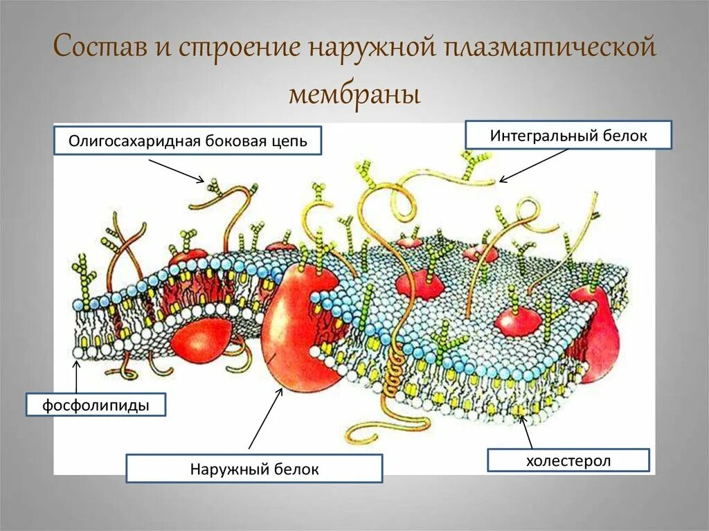 Плазматическая мембрана клетки состоит. Структура клетки плазматическая мембрана. Строение плазматической мембраны клетки. Состав и строение наружной плазматической мембраны. Строение плазматической мембраны животной клетки.