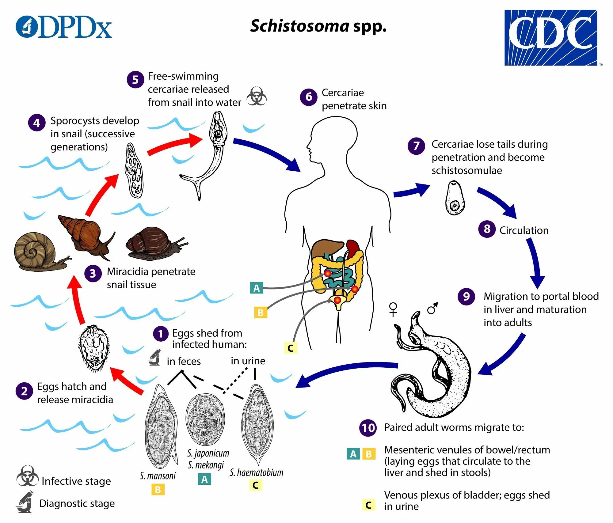 Schistosoma haematobium жизненный цикл. Шистосома Мансони жизненный цикл. Шистосомоз жизненный цикл. Цикл развития кишечного шистосомоза.