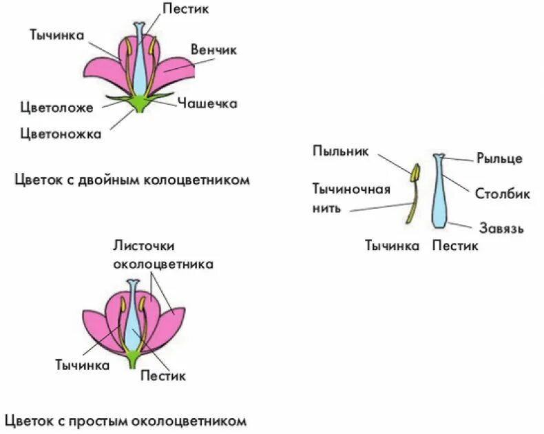 Две главные части цветка. Схема растения тычинки пестики. Строение растения тычинка пестик. Схема пестика и тычинки строение. Строение цветка околоцветник тычинка и пестики.