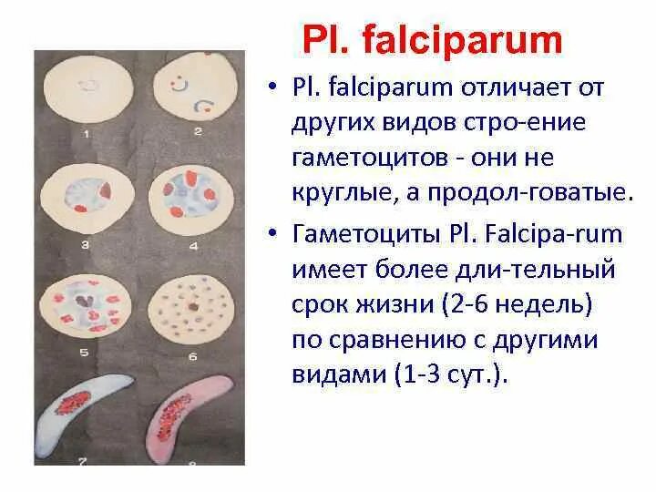 Продолжительность существования в организме человека p falciparum