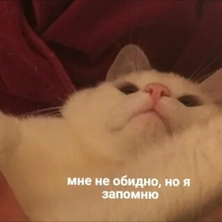 Обидно непонятно