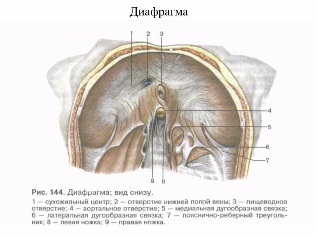 Диафрагма анатомия. Диафрагма вид снизу анатомия. Диафрагма pars lumbalis. Связки диафрагмы анатомия. Деление снизу