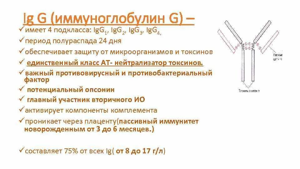Острые антитела. Антитела к иммуноглобулину g норма. функции иммуноглобулины g4. иммуноглобулин функции ig. иммуноглобулины g1 и g2.