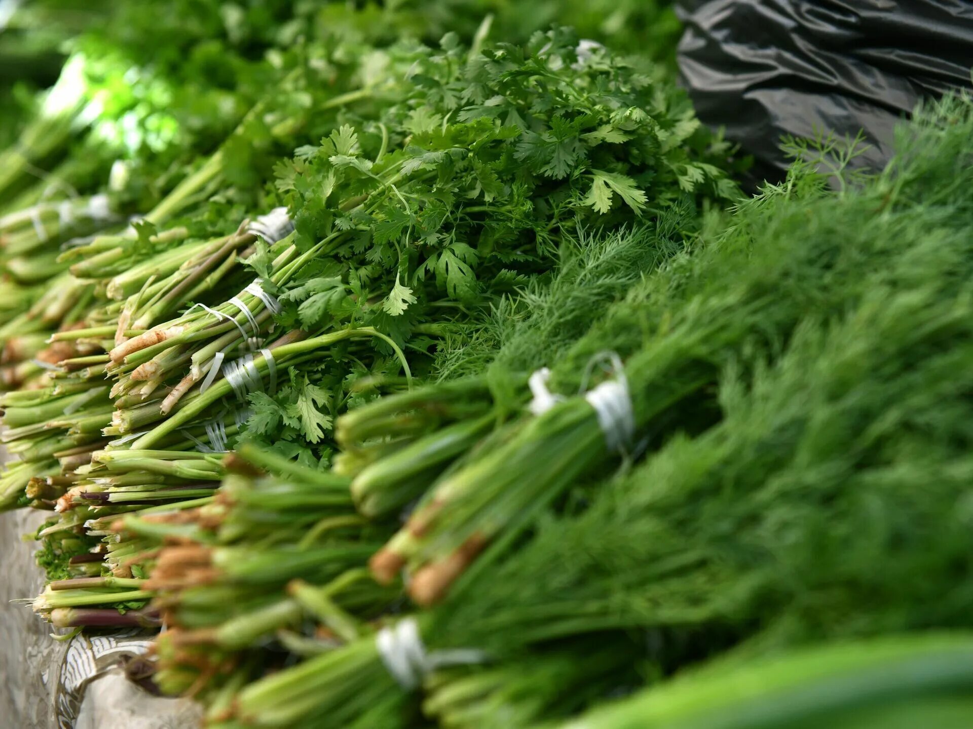 Букет с зеленью. Заготовка зелени. Пучок укропа. Зелень для салатов. Зелень укроп петрушка кинза.