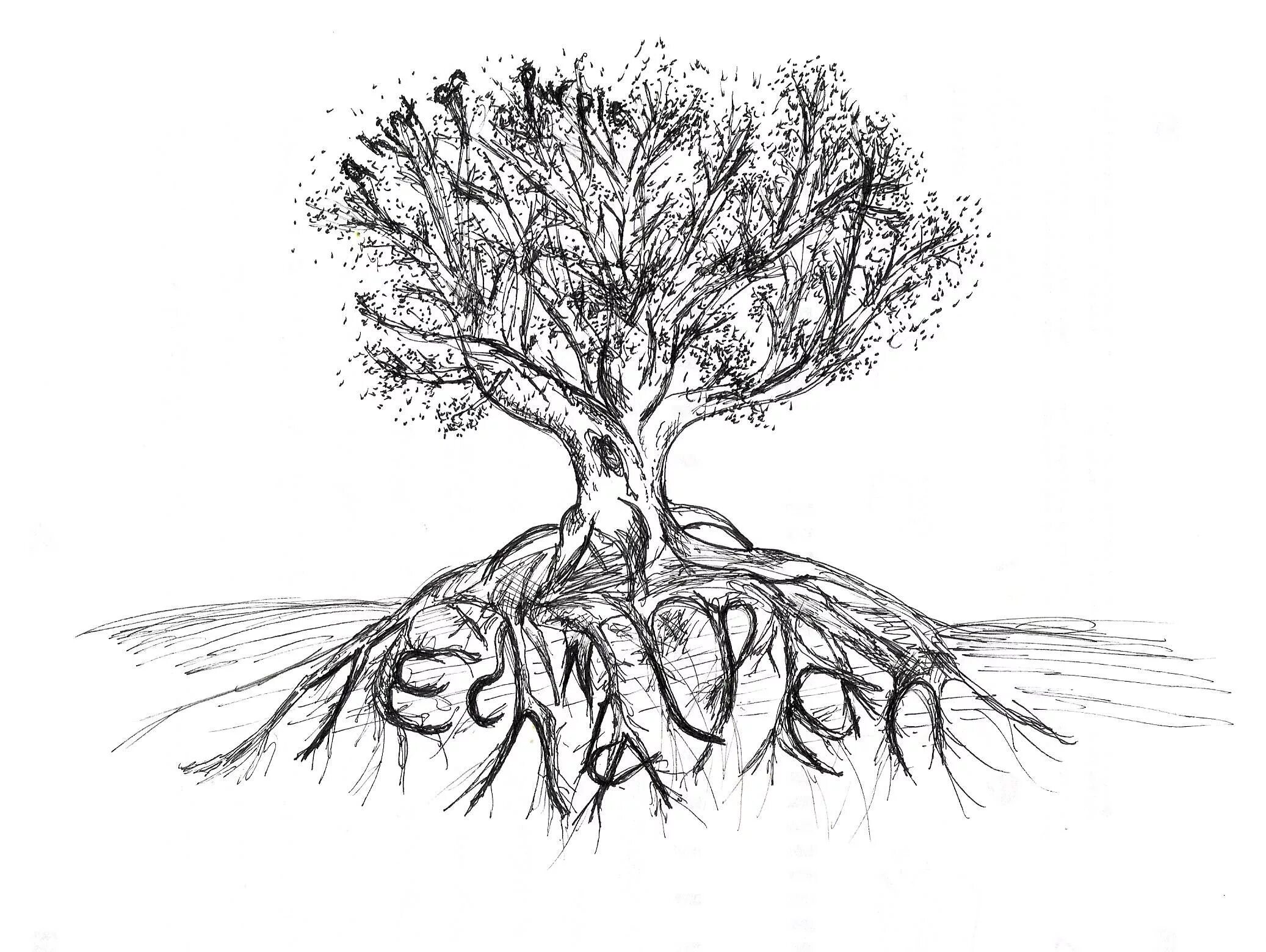 Tree roots
