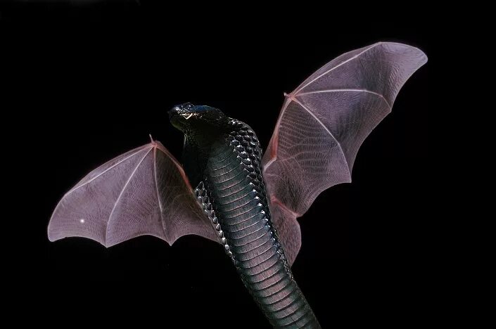 Гибриды змей. Змеи гибриды. Змейка гибрид. Bat Snake.