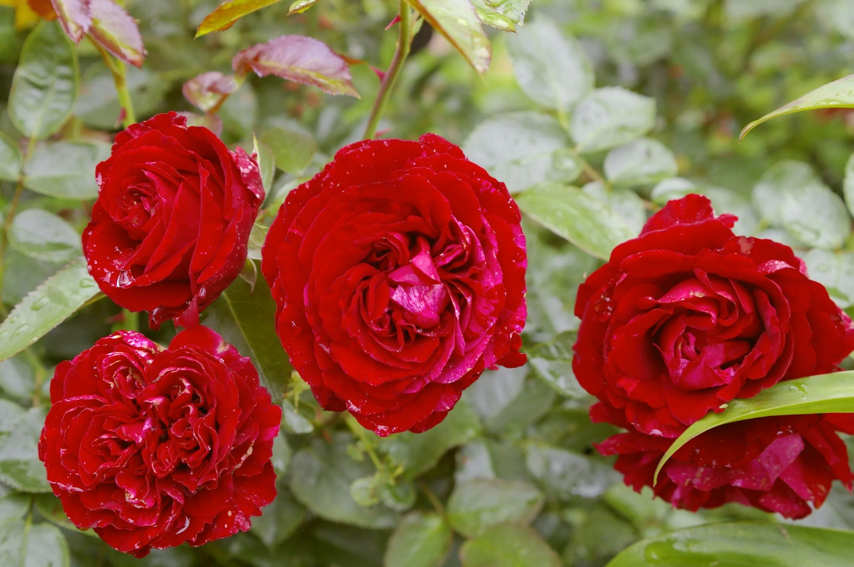 Роза Дип Импрешн - купить саженцы Rose Deep Impression почтой, недорого