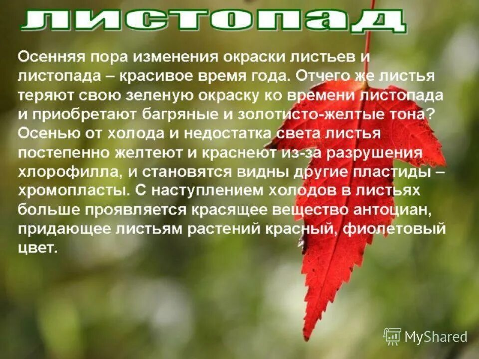 Зеленую окраску листьев придает. Текстура прожилок листьев. Зеленую окраску листьев придает. Зеленую окраску листьев придает. Изменение окраски листьев осенью.