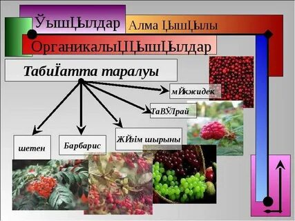 Табиғи қышқылдар мен негіздер