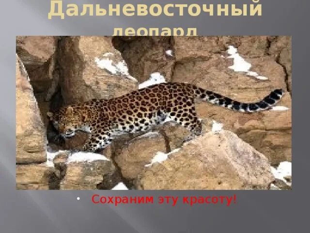 Презентация "Дальневосточный амурский леопард" по окружающему миру - скачать про