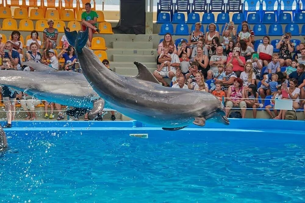 Дельфинарий паттайя. Дельфинарий в Паттайе Тайланд. Dolphinarium. Дельфинарий Паттайя новый. Дельфинарий Dolphin World в Паттайя с.