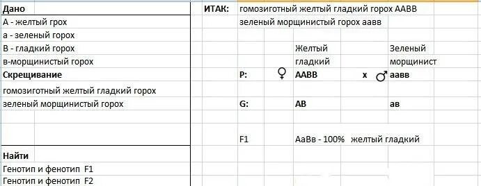 У гороха желтая окраска семян АА доминирует над зеленой АА. Жёлтый горох доминирует над зелёным. Известно что у гороха гладкая поверхность семян доминирует над. У гороха посевного желтая окраска семян доминирует над зеленой.