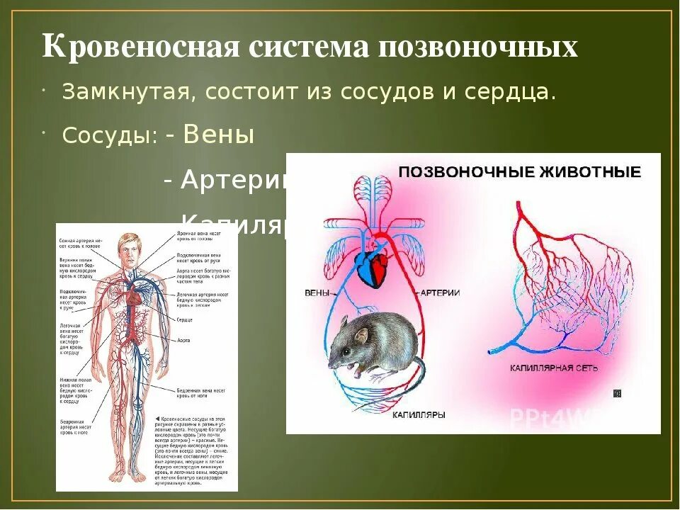 Система органов животных 8 класс биология. Кровентская системм замкнуиа. Органы кровеносной системы животных. Кровеносная система поз. Замкнутая кровеносная система.