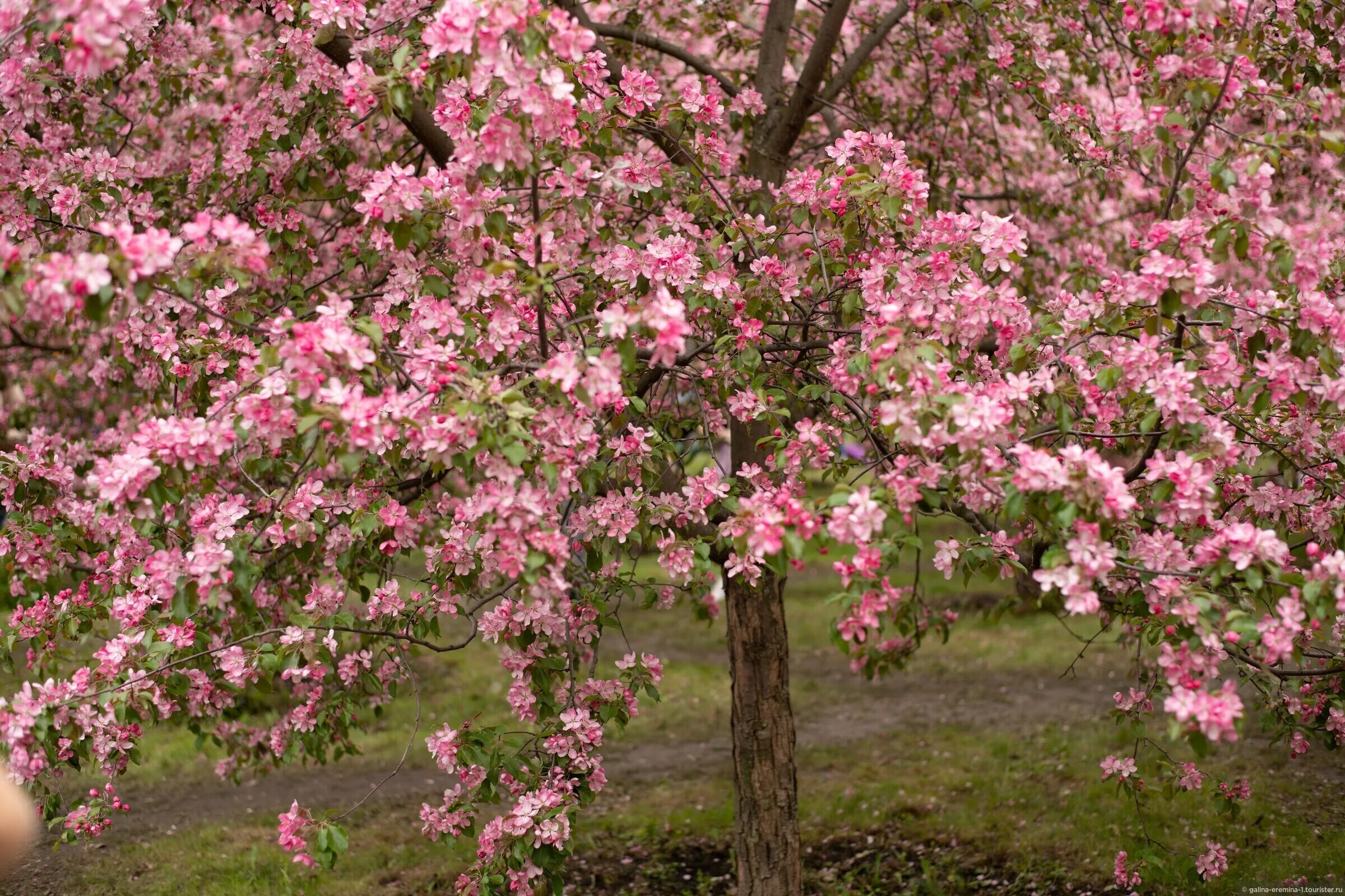 Екатерининский парк розовые яблони. Розовые яблони Коломенское 2023. Екатерининский парк аллея розовых яблонь. Екатерининский СКД розовые яблони. Купить розовую яблоню