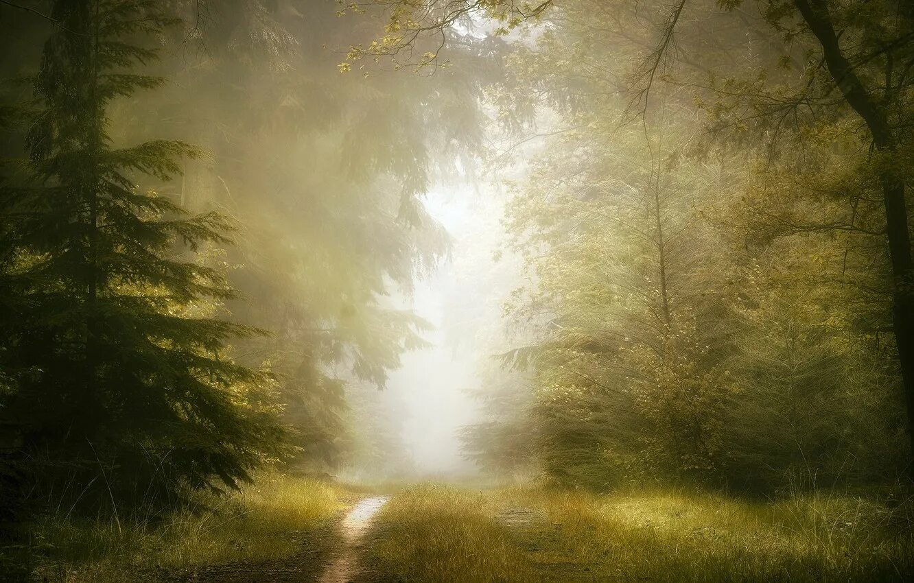 Лес туман лето. Лес в тумане. Дождь в лесу. Дождливый лес. Летний лес в тумане.