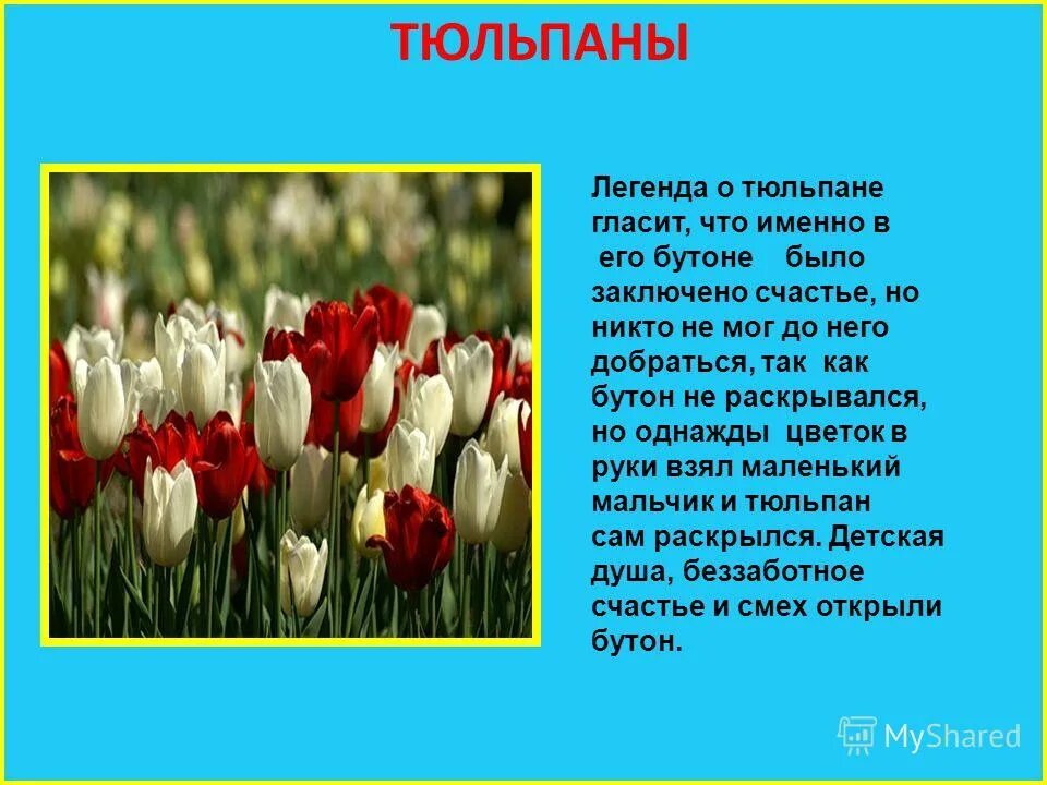 Информация о цветах памяти. Легенды о растениях весеннего цветника. Рассказ про цветок тюльпан для 2 класса. Короткие легенды о цветах. Легенды связанные с весенними цветами.