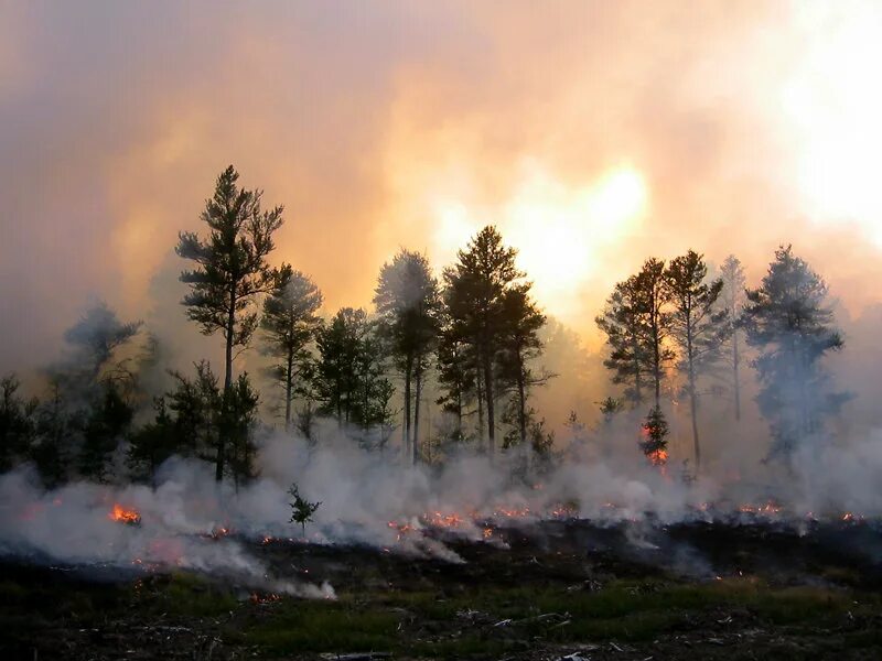 Хвойный пожар. Burnt Pine. Fire Haze.