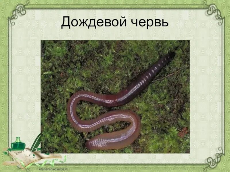 Дождевой червь является животным. Дождевой червь беспозвоночное животное. дождевой червь передвигается. беспозвоночные животные дождевой червяк. дождевой червь латинское название.