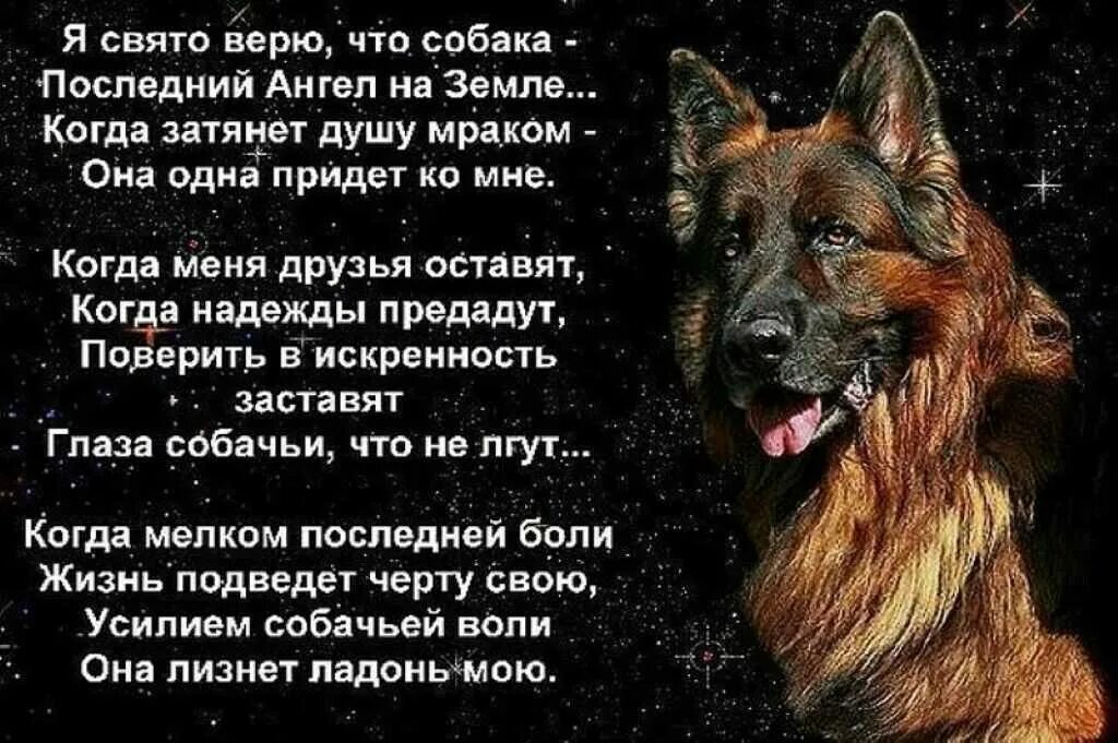 Что нибудь собаке