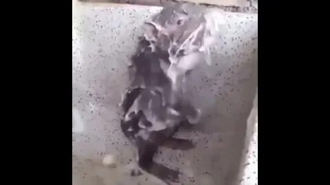 Крыса в душе