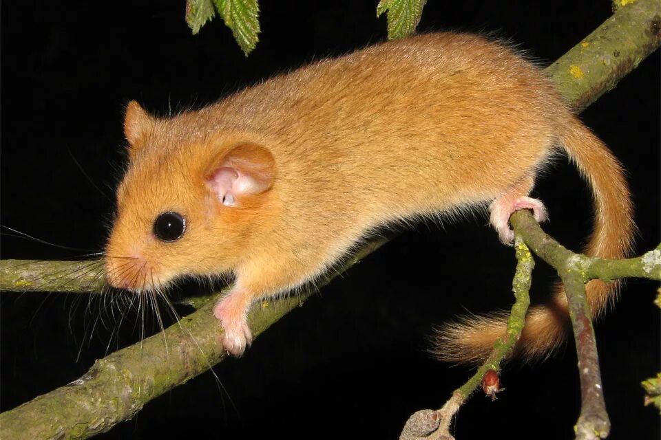 Пустынный кенгуровый прыгун. Соневидный дегу. Маленький зверек похожий на белку. Садовая соня. Кенгуровый прыгун морро.