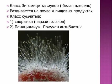 Почему мукор поселяется на продуктах питания
