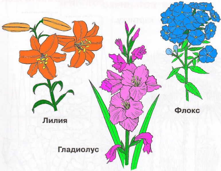 Растения клумбы рисунок. Растения цветника 1 класс. Чудесные цветники 1 класс. Чудесные цветники 1 класс окружающий мир. Чудесные цветники весной 2 класс