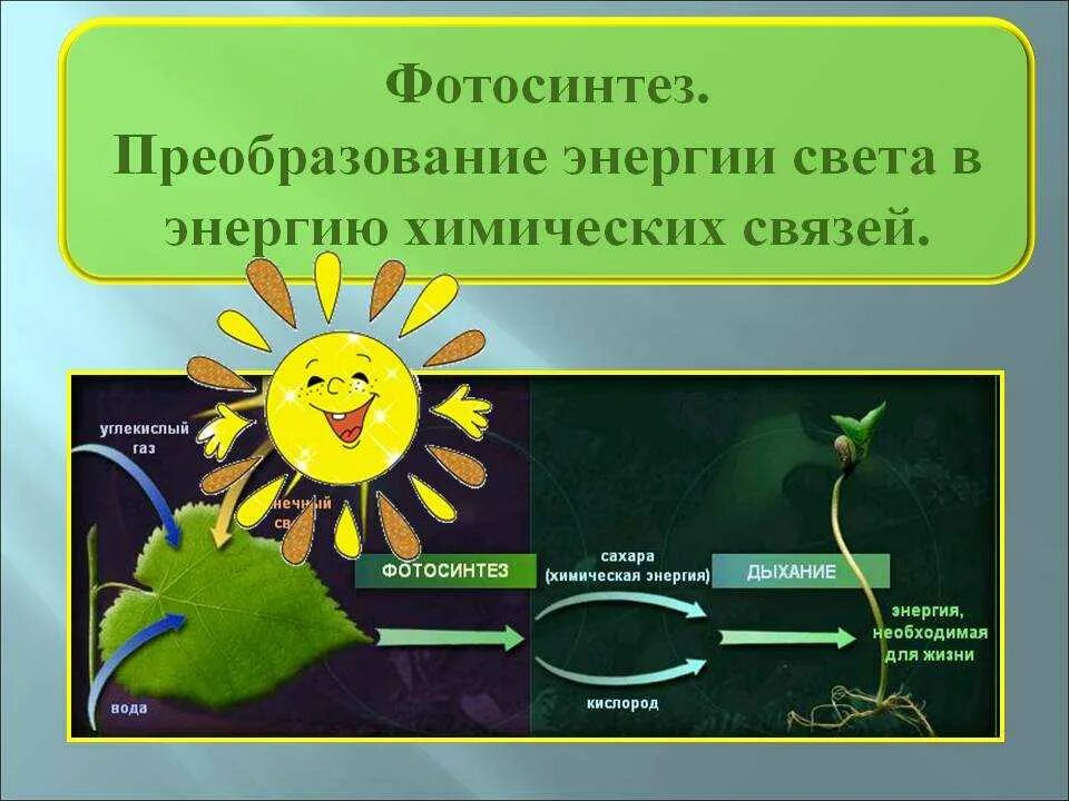 В какую энергию превращается световая энергия. Фотосинтез. Энергия фотосинтеза. Преобразование энергии. Преобразование световой энергии в химическую.