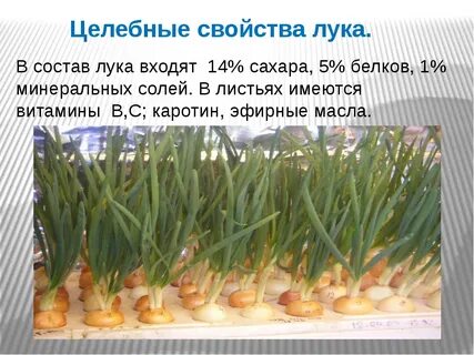 Зеленый лук свойства