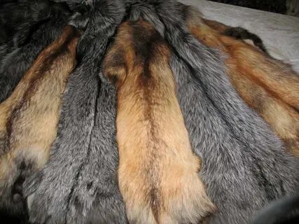Am fur