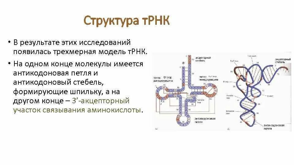 Первичная вторичная и третичная структура ТРНК. Первичная структура ТРНК. Строение вторичной структуры ТРНК. Стабилизирующая петля ТРНК.