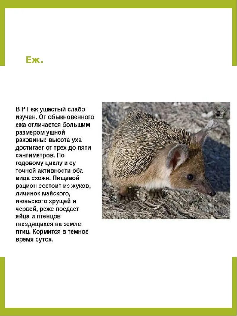 Животные Красной книги Татарстана - презентация