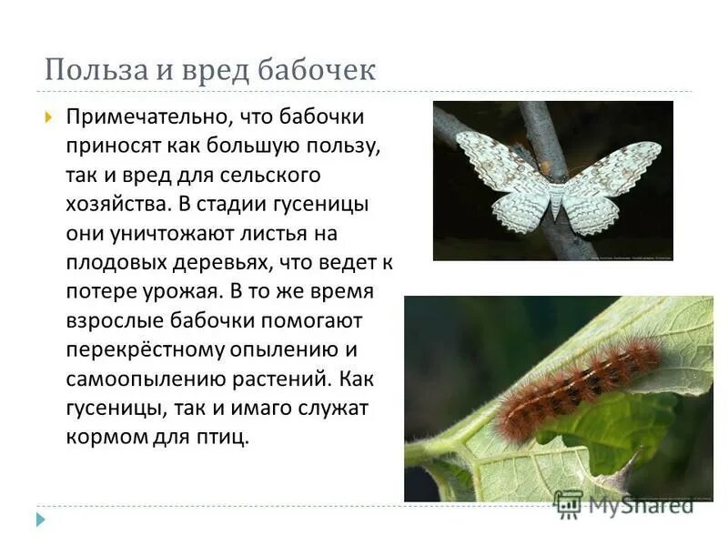 Какой вред бабочек