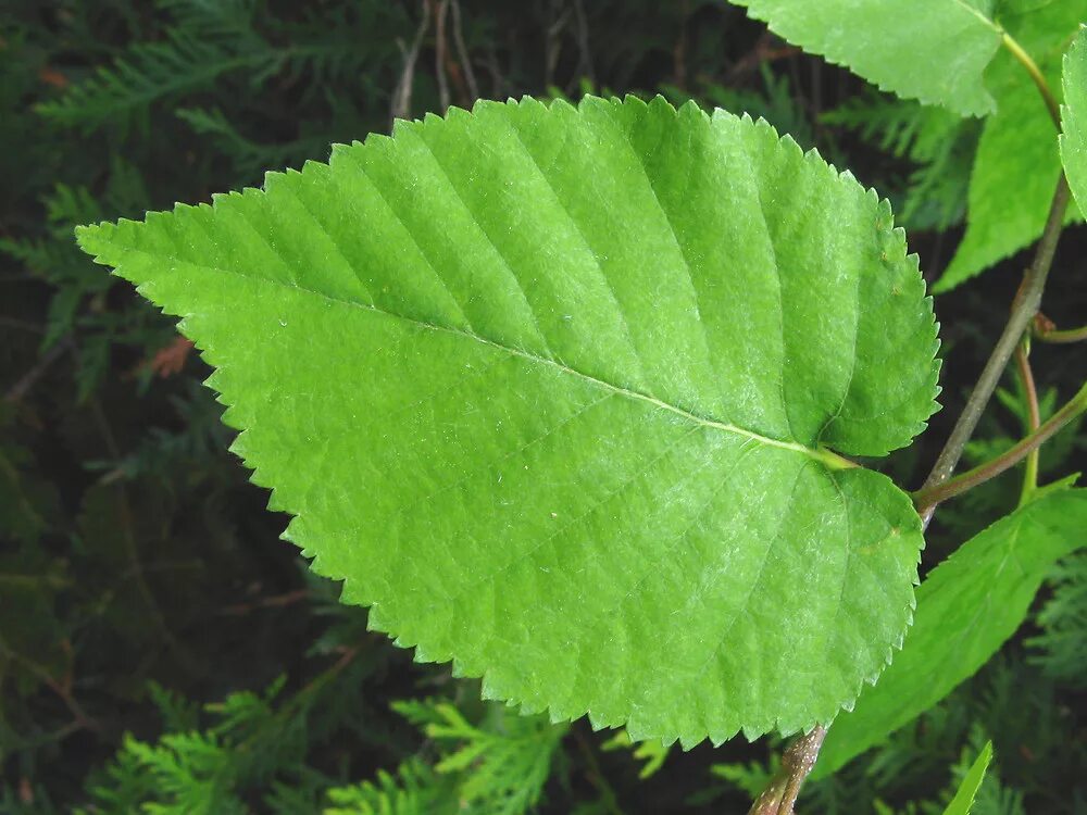 Листики березки. Betula листья. Берёза листья. Листок березы. Betula mulstitem.