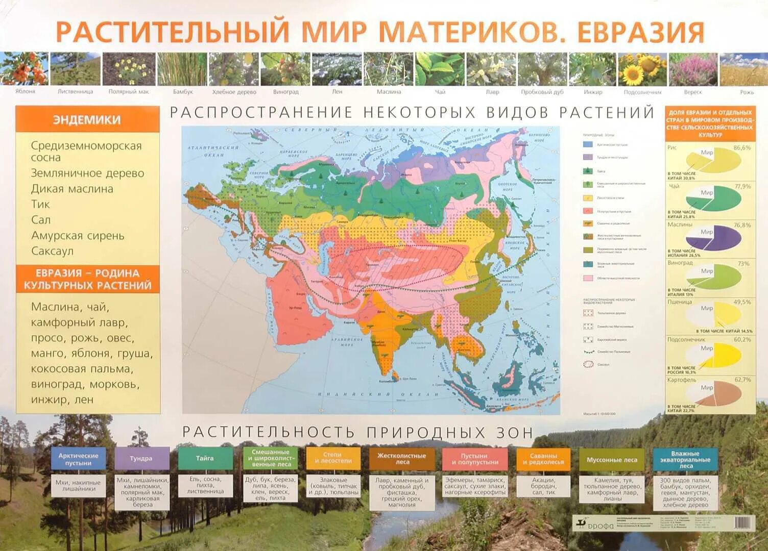 Растительный мир Евразии 7 класс география. Материк Евразия растительный мир. Растительный мир материков. В каких природных зонах расположена евразия