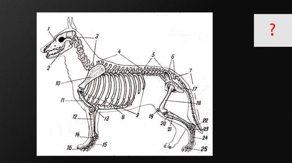 Строение скелета немецкой овчарки. Скелет пояса задних конечностей млекопитающих. Стволовой осевой скелет собаки. Скелет собаки немецкой овчарки.