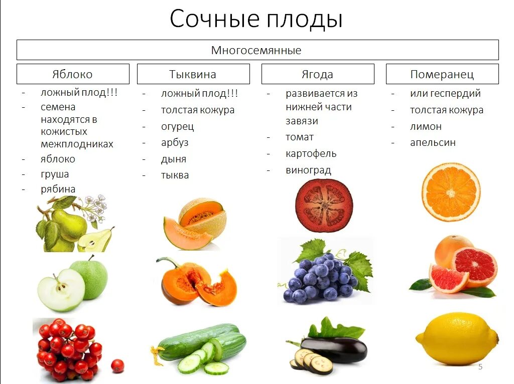 Виды плодов. Классификация плодов сухие и сочные. Плоды строение и классификация. Плод. Строение плодов. Классификация плодов.. Типы сухих и сочных плодов.