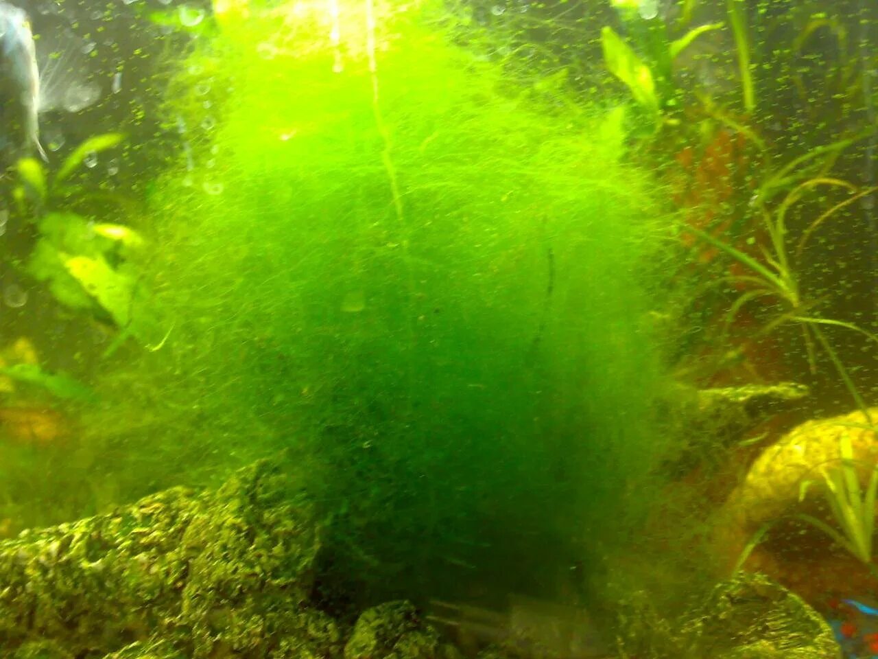 Спирогира водоросли в аквариуме. Спирогира водоросли в аквариуме. Нитчатка спирогира. Нитчатка спирогира. Аквариум водоросли нитчатка.