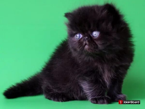 Перс экзот экстремал черный. Перс экзот шоколадный окрас. Черный персидский котенок. Персидская кошка черная. От персидской кошки с шоколадной окраской