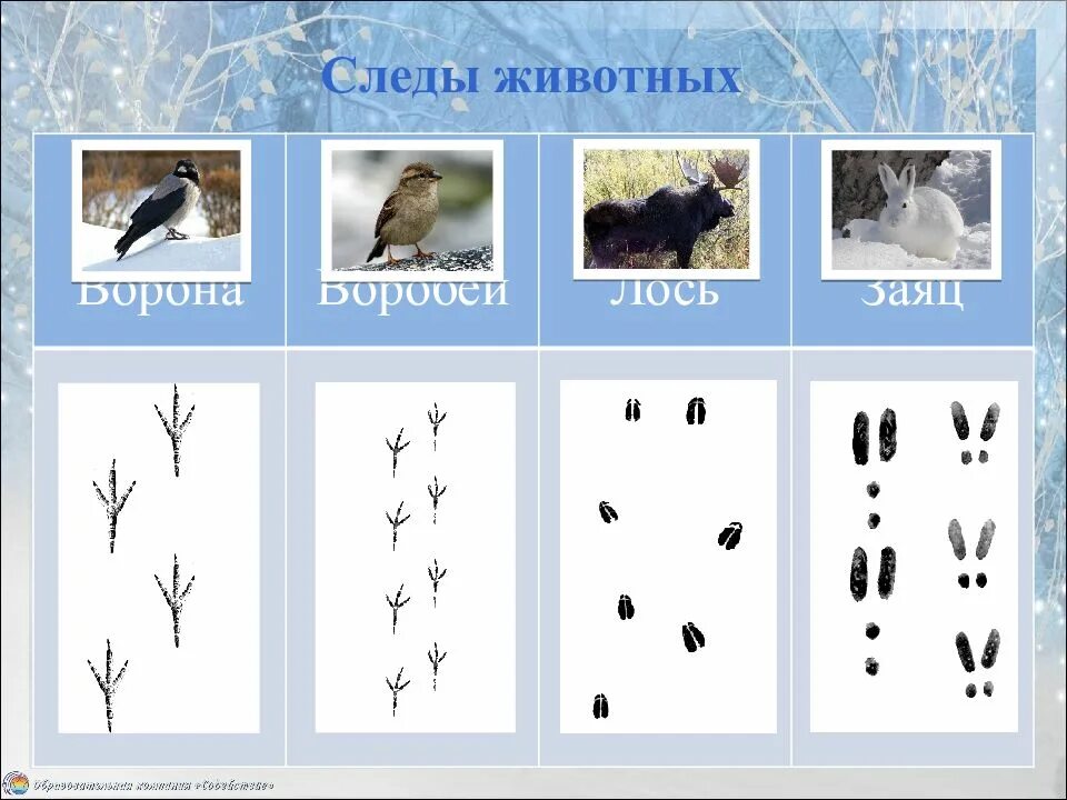 Следы животных окружающий мир 2 класс. Следы животных и птиц. зимние следы животных. следы птиц на снегу. следы зимующих птиц.