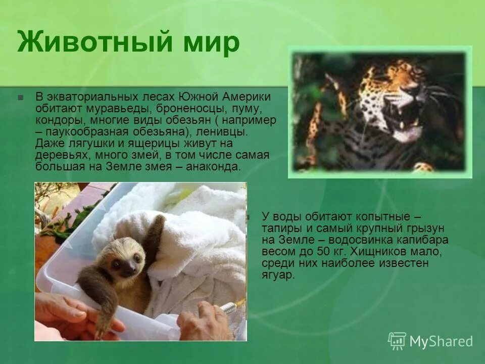 белогрудый тукан. обезьяны сельвы южной америке. птенец тукана. животные влажных экваториальных лесов южной америки. экваториальный лес тукан.