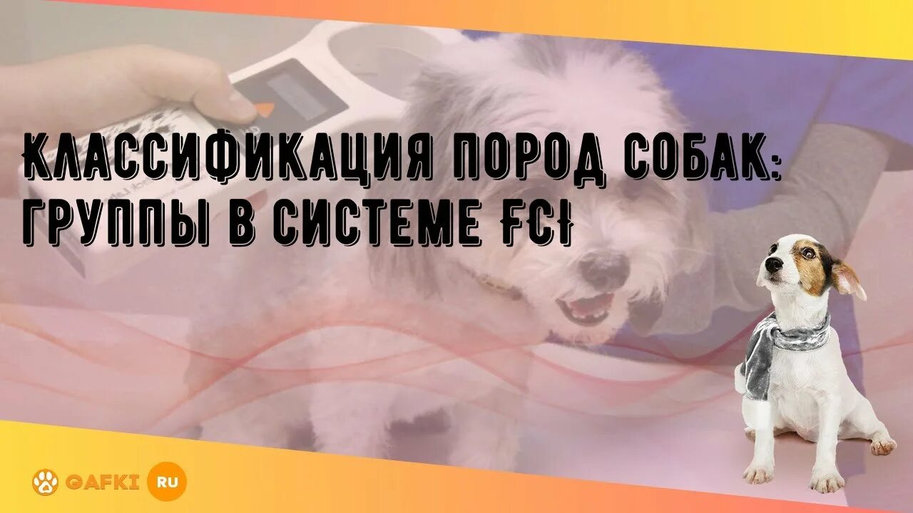 9 группа собак. Группы ФЦИ собак. Классификация собак по группам FCI. ФЦИ собаки сайт. Группа пород FCI.