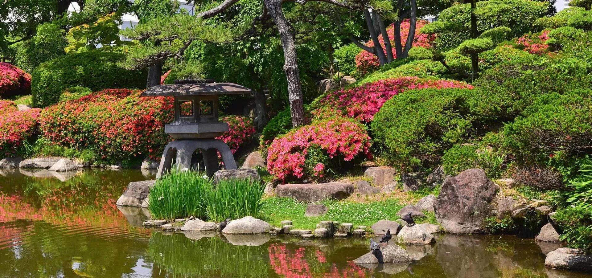 Сад daizen-ji zen rock, киото, япония. Ботанический сад вднх японский сад. Японский сад вднх сакура. Ботанический сад цицина москва японский сад. Японский чайный сад в сан-франциско.