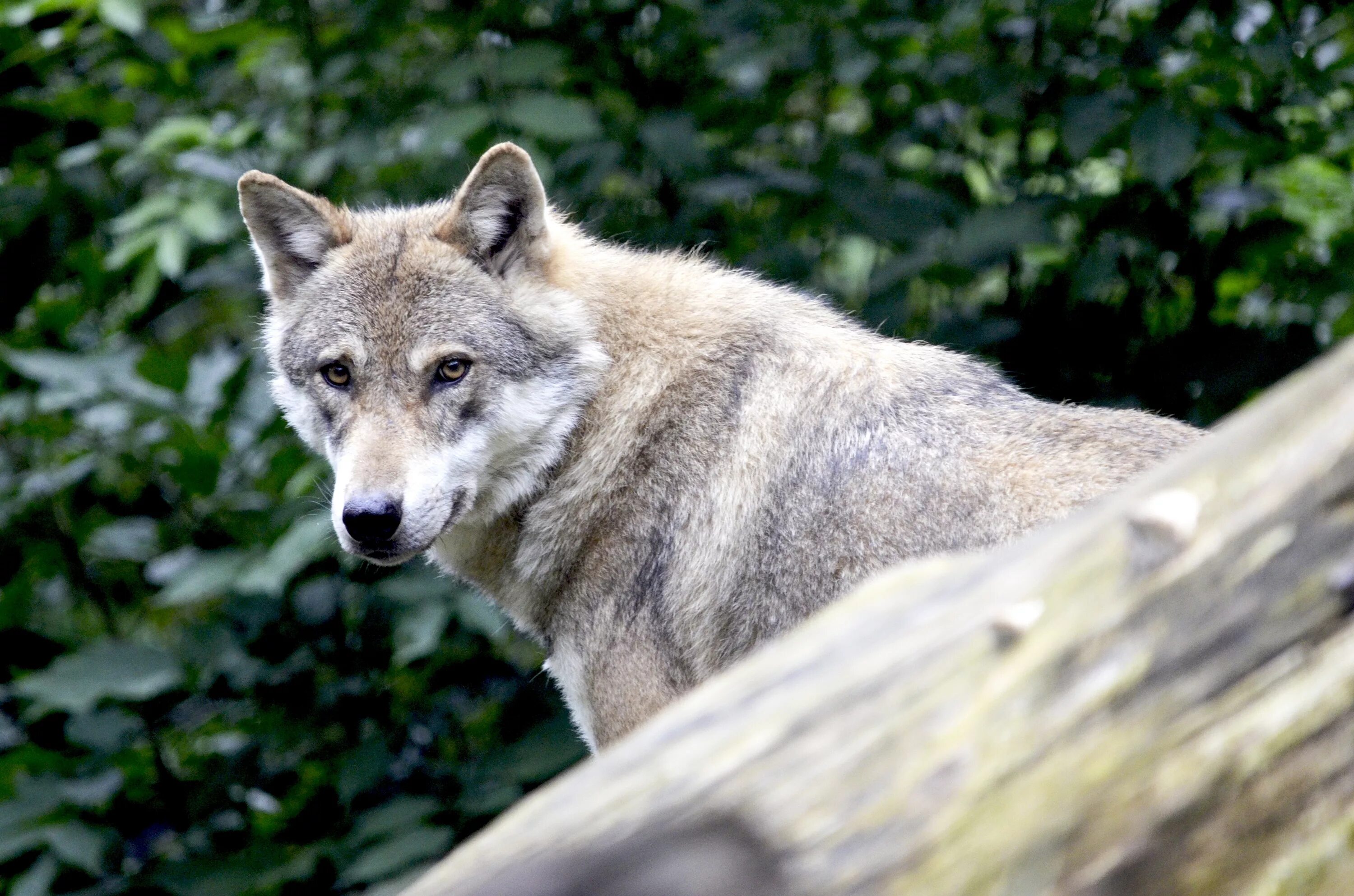Серый волк дома. Дикий Карпатский Карпатский волк. Млекопитающие волк. Canis Lupus irremotus. Волк Канис Люпус глаза.
