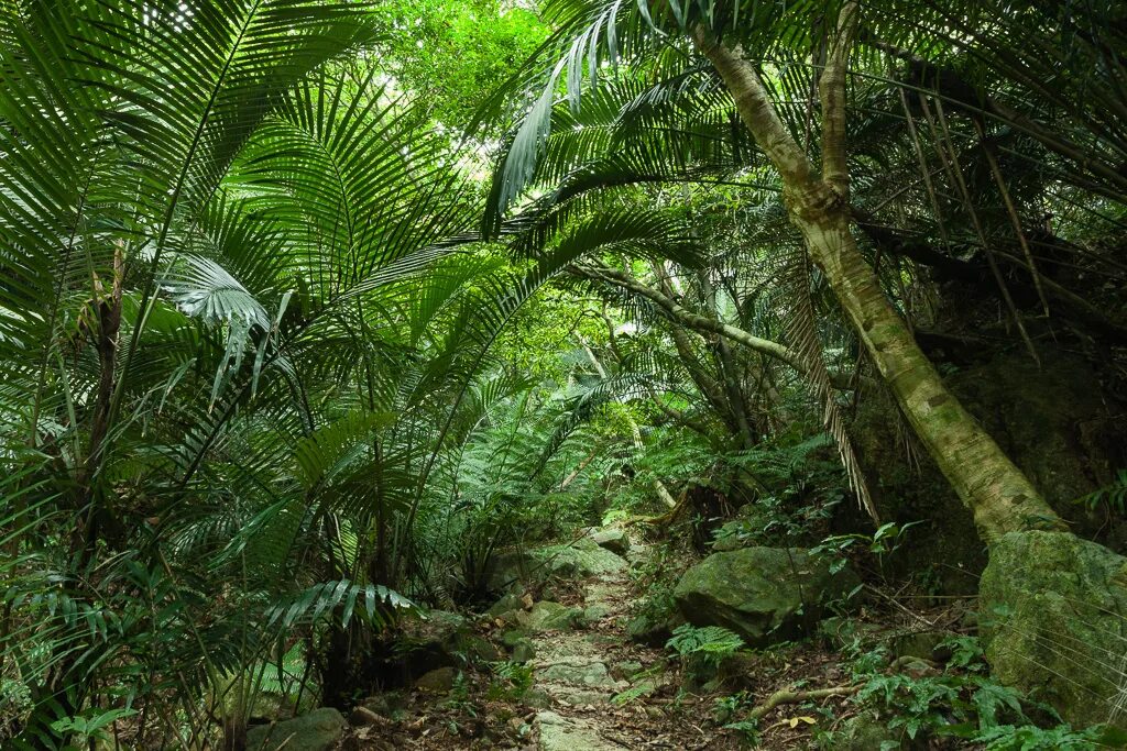 джунгли 5 букв. джунгли 5 букв. тропический лес эль юнке. широколиственные леса дании. джунгли 5 букв.