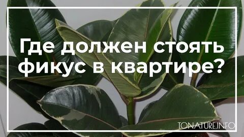 Фикус состав