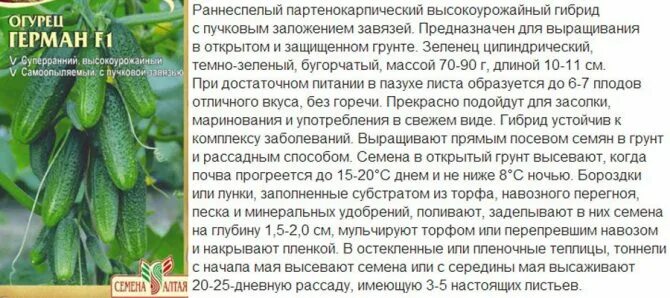 Огурцы партенокарпические лучшие сорта для теплиц
