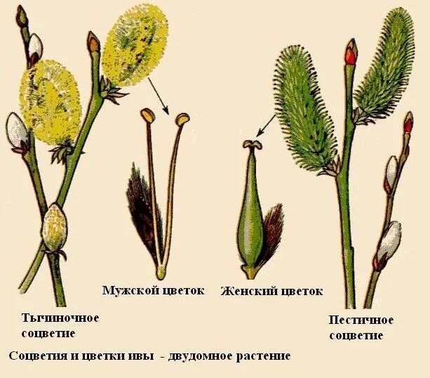 Верба строение цветка. Верба двудомное растение. Цветение ивы двудомное. Строение побега вербы. Что является частью мужского растения ивы